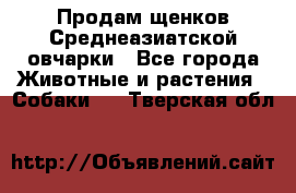 Продам щенков Среднеазиатской овчарки - Все города Животные и растения » Собаки   . Тверская обл.